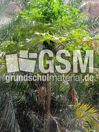 204 Wadi Tiwi, Papayas.JPG